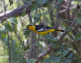 Bullock's oriole (Icterus bullockii) - male