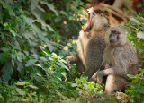 Baboons