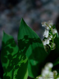 01 mai - Labor Day