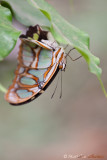 Malachit or Bambuspage - Papillon malachite - siproeta stelenes