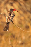 Southern Red-billed Hornbill - Calao  bec rouge - Tockus erythrorhynchus