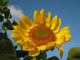 SunFlower.JPG