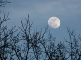 March Moon.jpg
