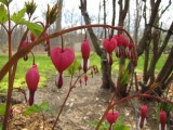 Bleeding Hearts.jpg