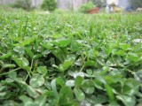 Green Green Grass of Home.jpg