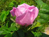 Beach Rose.jpg