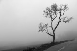 Just a Tree.jpg