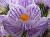 Crocus.jpg