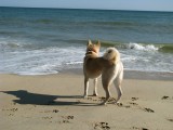 Suki Beach Dog.jpg