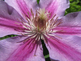 Clematis.jpg