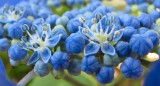 Blue.jpg