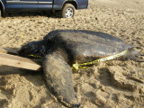 Beached Turtle.jpg