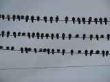 More ELectric Birds.jpg