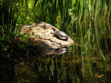 Turtle reflection-Mytoi Gardens Chappaquiddick.jpg