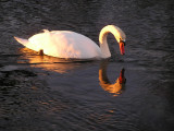 swanflection.jpg