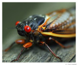 Cicada.0197.jpg