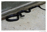 BlkSnake_0298.jpg