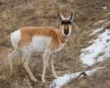 Pronghorn at Sunset at the Teddy Roosevelt Gate.jpg
