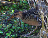 Virginia Rail Profile.jpg