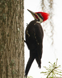 Pileated Woodpecker on Alligator Alley.jpg
