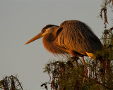 Great Blue Heron at Sunrise.jpg
