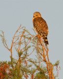 Red Shoulder Hawk on Alligator Alley.jpg