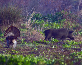 Hog and Turkey.jpg