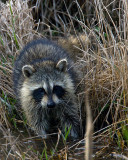 Racoon Dipping in the Stream.jpg