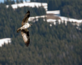 Osprey on the Wing.jpg