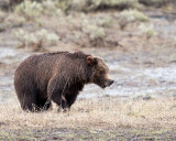 Tagged Grizzly in Lamar Valley.jpg