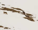Wolves on the Snow in Lamar.jpg