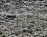 Two Lamar Canyon Wolves in the Sage Across the Road.jpg