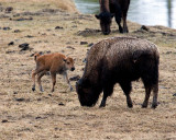 Bison Calf Playing While Mommy Grazes.jpg