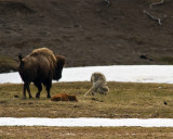 Grey Wolf Dodging Bison Mom Near Norris Junction.jpg