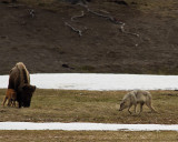 Grey Wolf Menacing Bison Calf Near Norris Junction.jpg