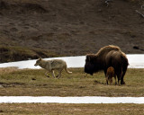 Grey Wolf Running Past Bison Momma and Calf.jpg
