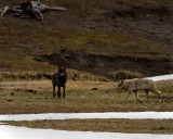 Grey and Black Wolves Near Norris Junction.jpg