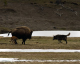 Black Wolf Stalking Bison Calf.jpg