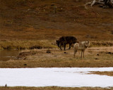 Grey and Black Wolves by the Gibbon River.jpg