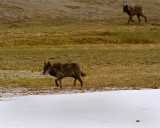 Two Black Wolves by the Gibbon River.jpg