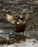 Harlequin Duck Flapping Wings at LeHardy Rapids.jpg