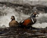 Harlequin Male and Female on a Rock at LeHardy Rapids.jpg