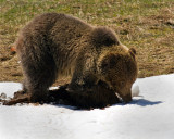 Grizzly at Roaring Mountain Digging for Voles.jpg