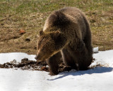 Grizzly Near Roaring Mountain Digging in the Snow.jpg