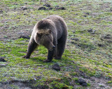 Grizzly Near Roaring Mountain in the Field.jpg