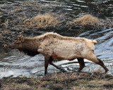 Bull Elk in the Water at Floating Island Lake.jpg