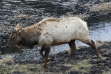Bull Elk Walking By Floating Island Lake.jpg