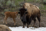 Bison Calf with Momma.jpg