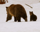 Grizzly Sow at Lake with COY Standing.jpg