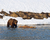 Grizzly Boar on the Carcass at LeHardy Rapids.jpg